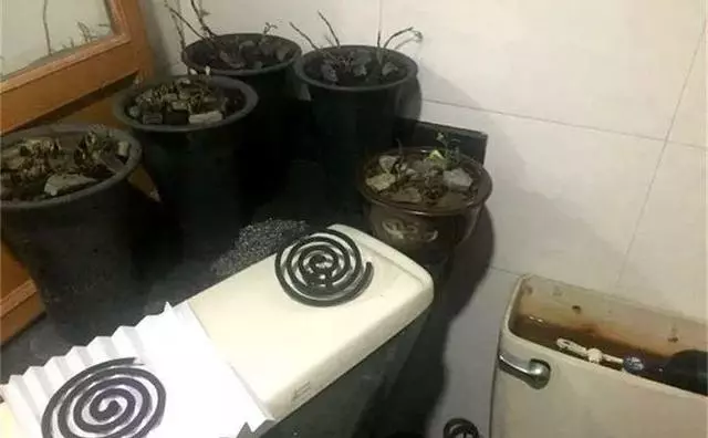3月養花愛招蟲,提前噴點它,一年葉子綠油油!