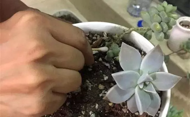 3月養花愛招蟲,提前噴點它,一年葉子綠油油!