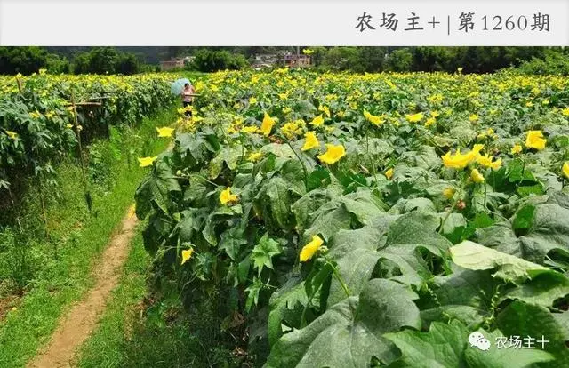 這17個農業項目很可能是騙人的,遇到一定要警惕!