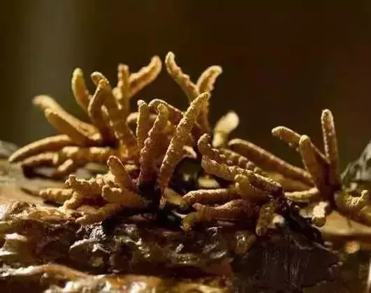 這17個農業項目很可能是騙人的,遇到一定要警惕!
