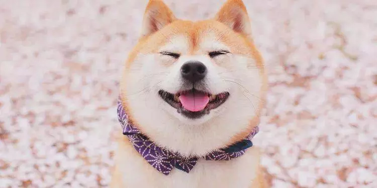 2019年,屬狗的人,必有大喜!