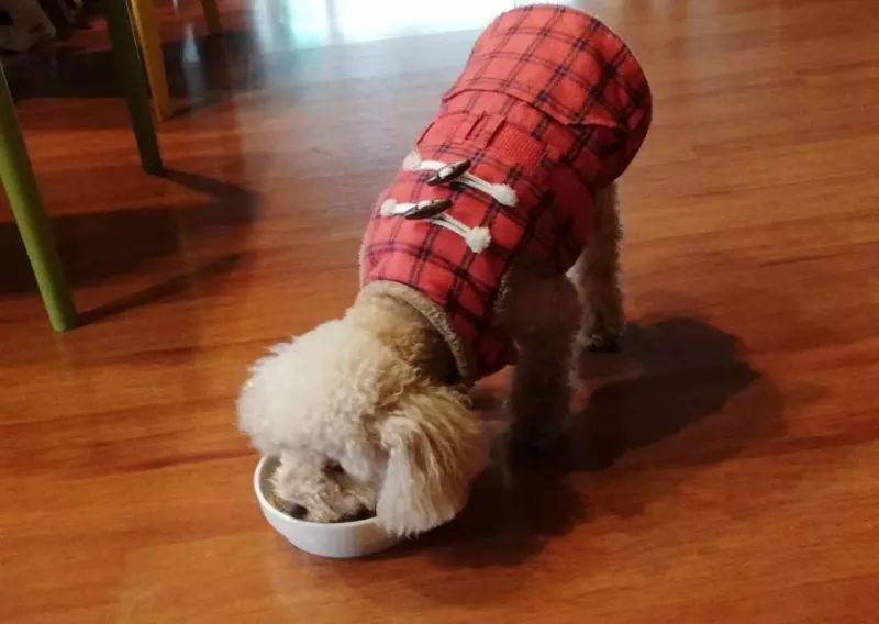 毛小孩也可買保險 這6種犬貓投保最多 8成理賠都這原因