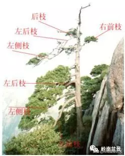 名師講堂 | 試談樁景中枝的爭讓