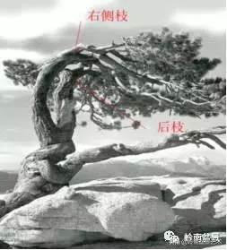 名師講堂 | 試談樁景中枝的爭讓