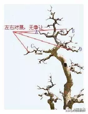 名師講堂 | 試談樁景中枝的爭讓