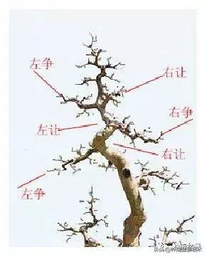 名師講堂 | 試談樁景中枝的爭讓
