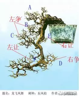 名師講堂 | 試談樁景中枝的爭讓