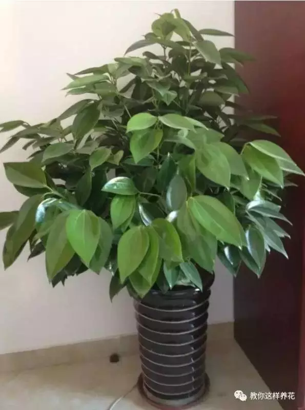 這8種花旺財又旺運,家裡一定要養一盆!看看你家有沒有?