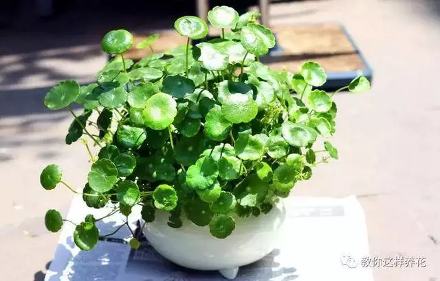 這8種花旺財又旺運,家裡一定要養一盆!看看你家有沒有?