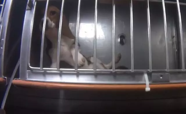 比格犬實驗室,狗不是被毒死就是安樂死,最開心就是安樂死那天