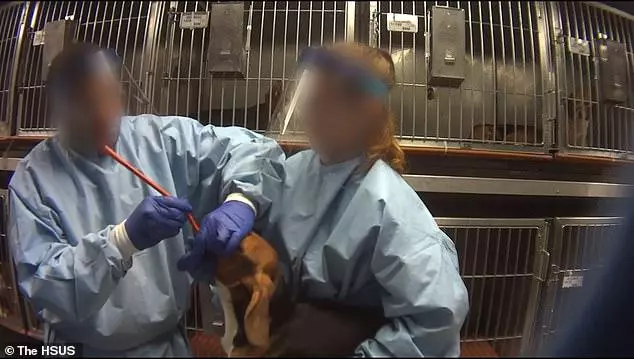 比格犬實驗室,狗不是被毒死就是安樂死,最開心就是安樂死那天