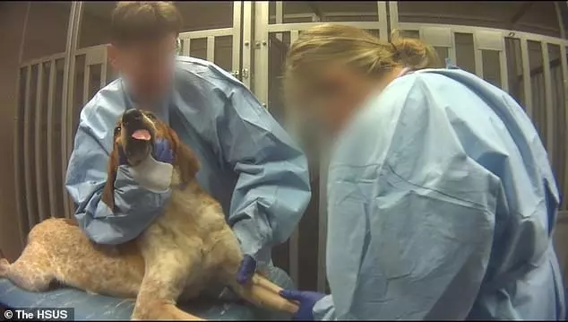 比格犬實驗室,狗不是被毒死就是安樂死,最開心就是安樂死那天