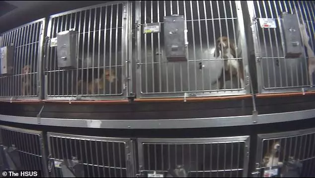 比格犬實驗室,狗不是被毒死就是安樂死,最開心就是安樂死那天