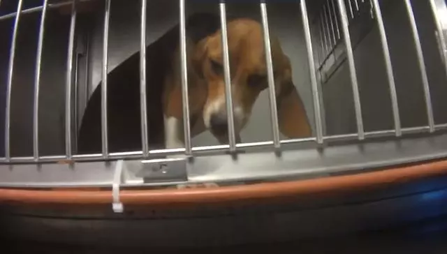 比格犬實驗室,狗不是被毒死就是安樂死,最開心就是安樂死那天