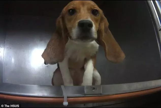 比格犬實驗室,狗不是被毒死就是安樂死,最開心就是安樂死那天