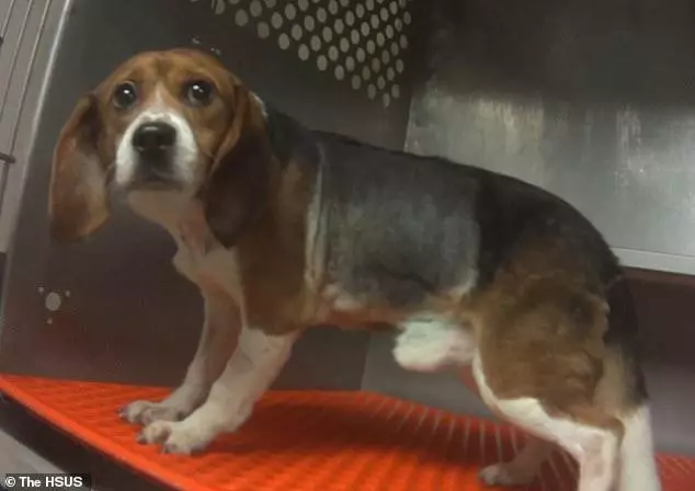 比格犬實驗室,狗不是被毒死就是安樂死,最開心就是安樂死那天