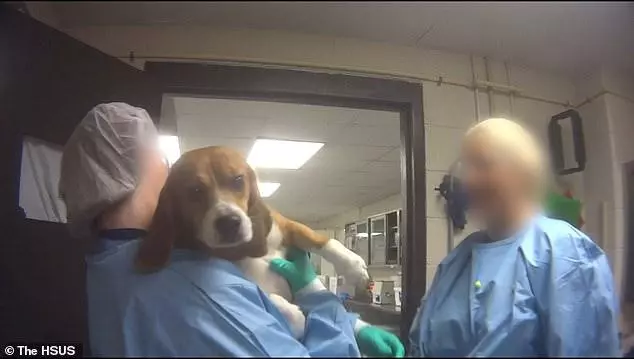 比格犬實驗室,狗不是被毒死就是安樂死,最開心就是安樂死那天