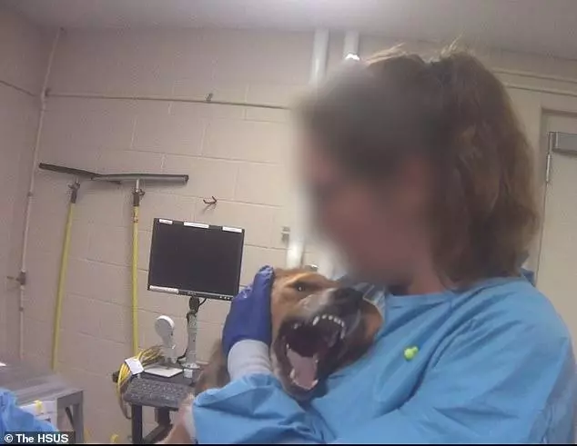 比格犬實驗室,狗不是被毒死就是安樂死,最開心就是安樂死那天