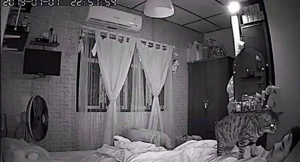 主人起床感覺自己胸悶,以為自己生病了,監控器揭秘貓咪才是兇手
