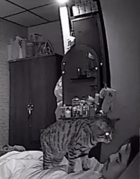 主人起床感覺自己胸悶,以為自己生病了,監控器揭秘貓咪才是兇手