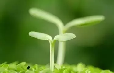 人生的一種成長,看淡,心情才好,看開,日子才美。