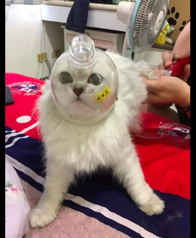 網友為讓貓安靜剪指甲,把半個瓶子套在它頭上,貓:我被封印了?