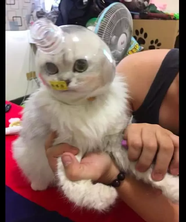 網友為讓貓安靜剪指甲,把半個瓶子套在它頭上,貓:我被封印了?