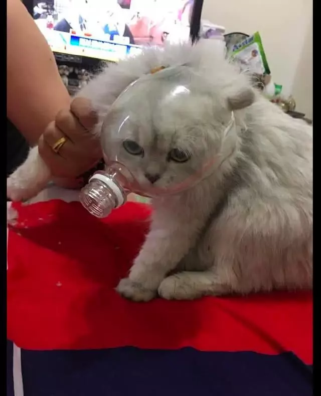 網友為讓貓安靜剪指甲,把半個瓶子套在它頭上,貓:我被封印了?