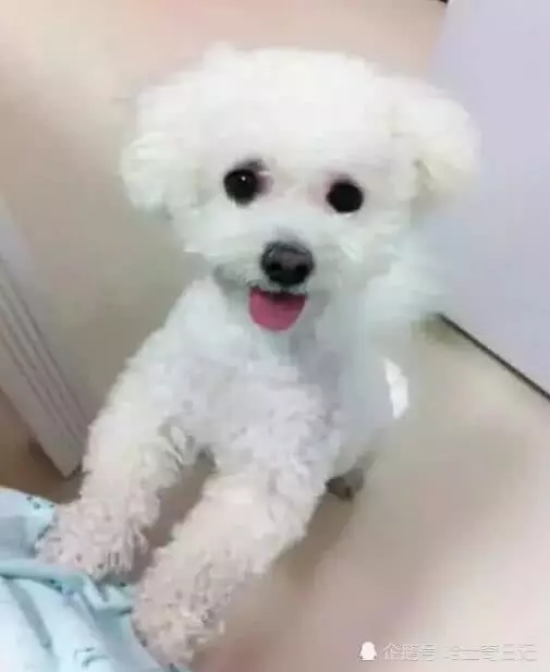 外出一個月將兩隻泰迪帶回老家,回來一瞧:媽,這是啥情況?