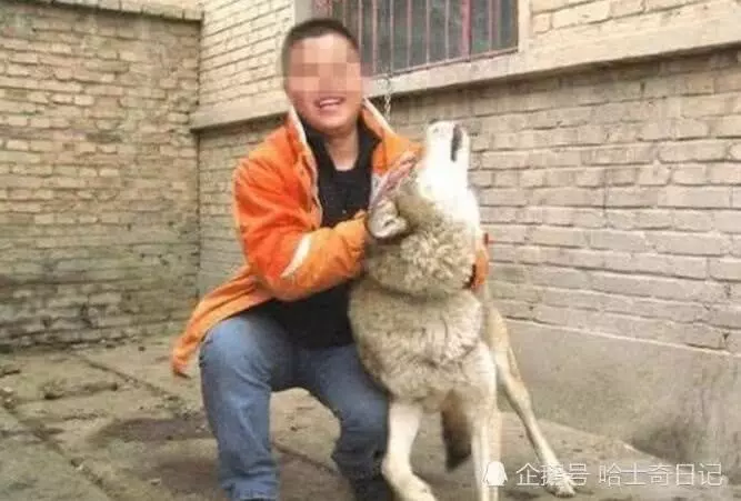 二哈不拆家光吃肉主人很納悶,網友一看張大嘴:不知樓主可還活著