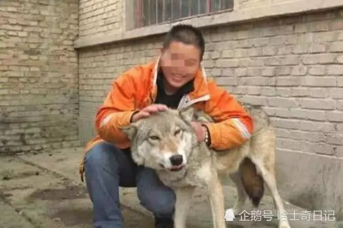 二哈不拆家光吃肉主人很納悶,網友一看張大嘴:不知樓主可還活著