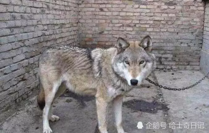 二哈不拆家光吃肉主人很納悶,網友一看張大嘴:不知樓主可還活著