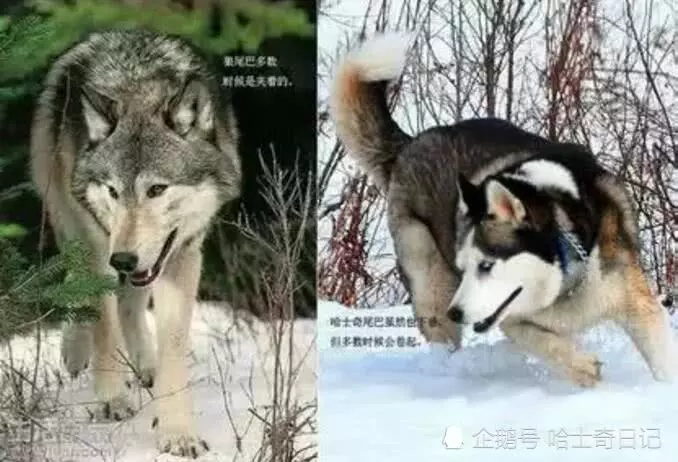 二哈不拆家光吃肉主人很納悶,網友一看張大嘴:不知樓主可還活著
