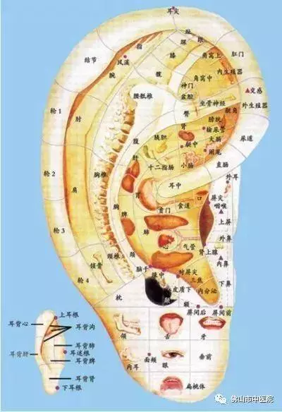 耳朵裡的養生秘密!這5套耳穴操不僅防病還能美容