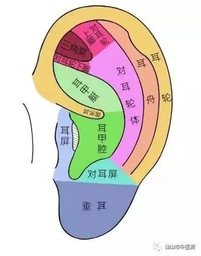 耳朵裡的養生秘密!這5套耳穴操不僅防病還能美容