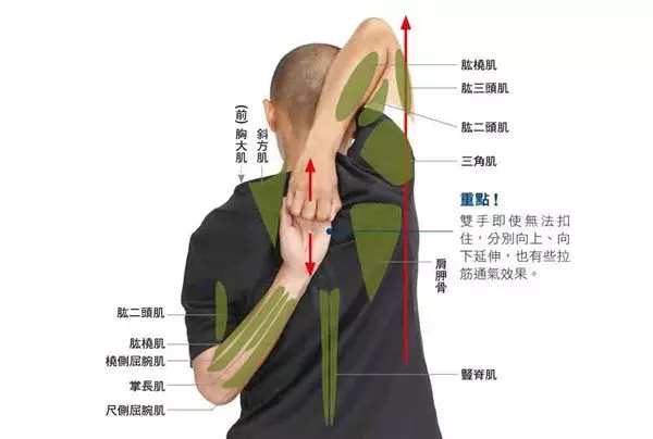 痠痛、五十肩、肩頸僵硬常上身?學會3伸展操改善!
