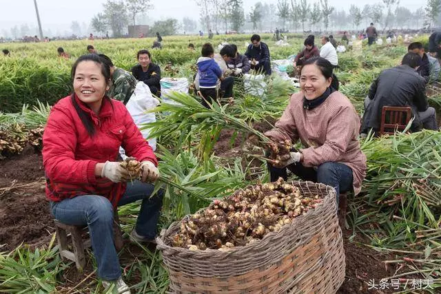 生薑抹在腳上太厲害,學會了家家戶戶都需要