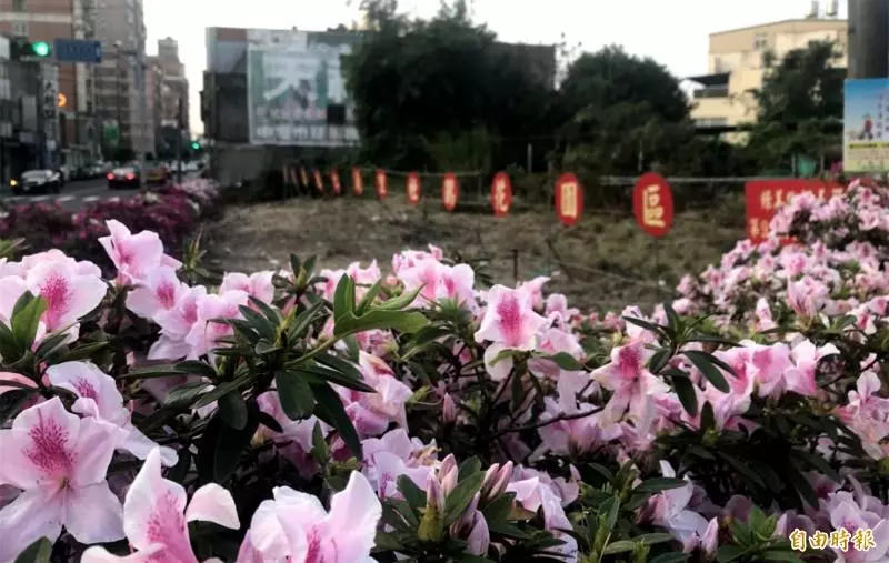 轉角遇到杜鵑花!中壢這「里」粉美
