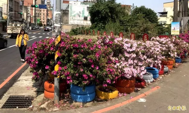轉角遇到杜鵑花!中壢這「里」粉美