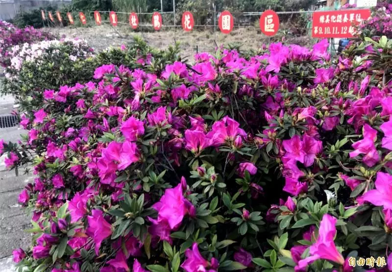 轉角遇到杜鵑花!中壢這「里」粉美