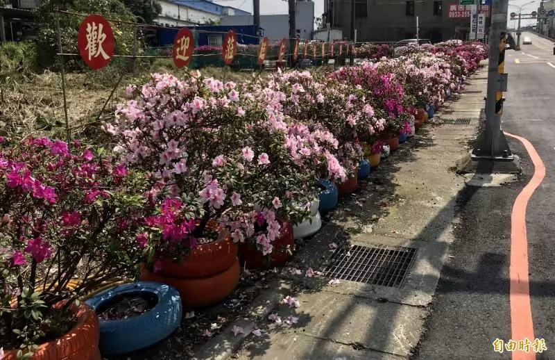 轉角遇到杜鵑花!中壢這「里」粉美