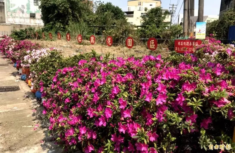 轉角遇到杜鵑花!中壢這「里」粉美