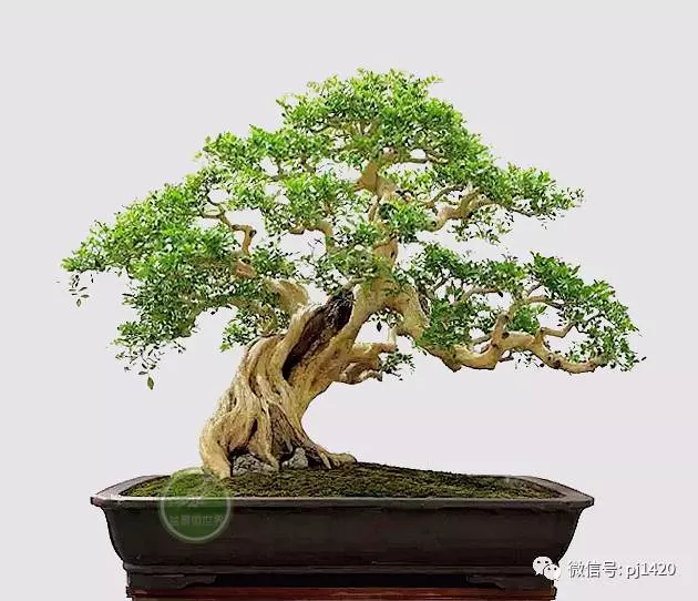 養好一盆九里香,訣竅在這!