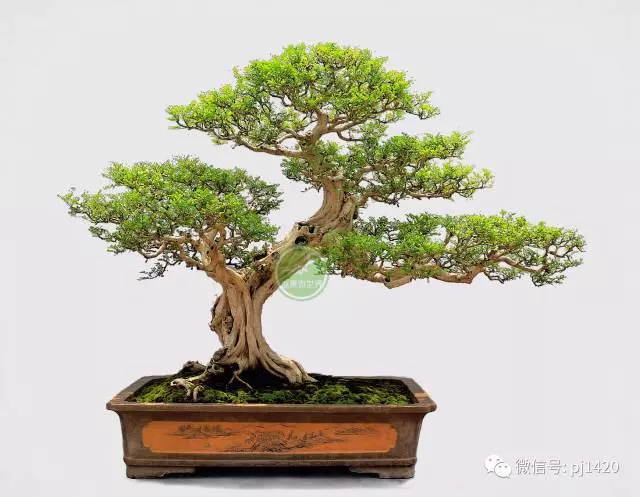 養好一盆九里香,訣竅在這!