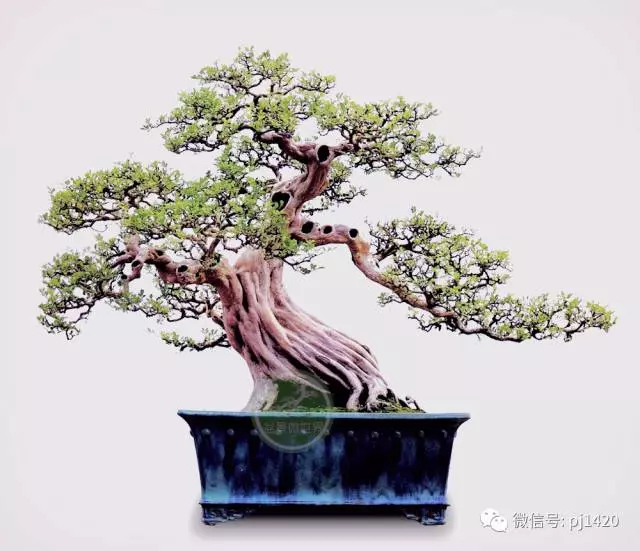 養好一盆九里香,訣竅在這!