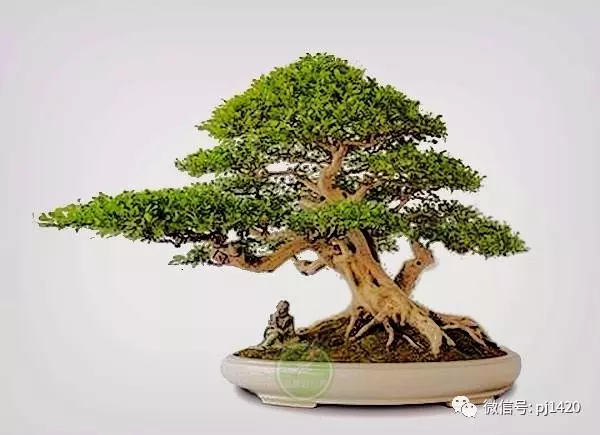 養好一盆九里香,訣竅在這!