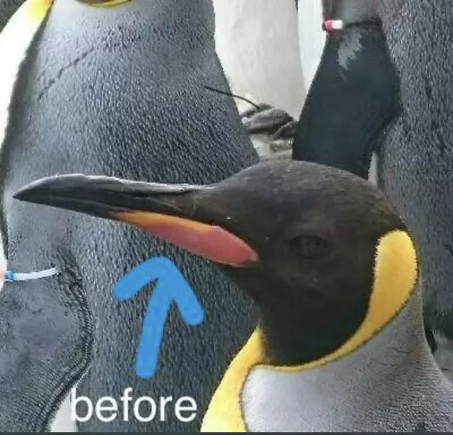 驚人事實!國王企鵝每年「嘴都會掉下來」 動物園:搜集滿滿一盒