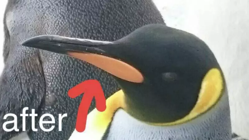 驚人事實!國王企鵝每年「嘴都會掉下來」 動物園:搜集滿滿一盒