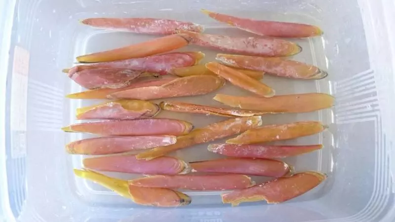 驚人事實!國王企鵝每年「嘴都會掉下來」 動物園:搜集滿滿一盒