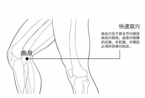 【每日一穴:曲泉穴】